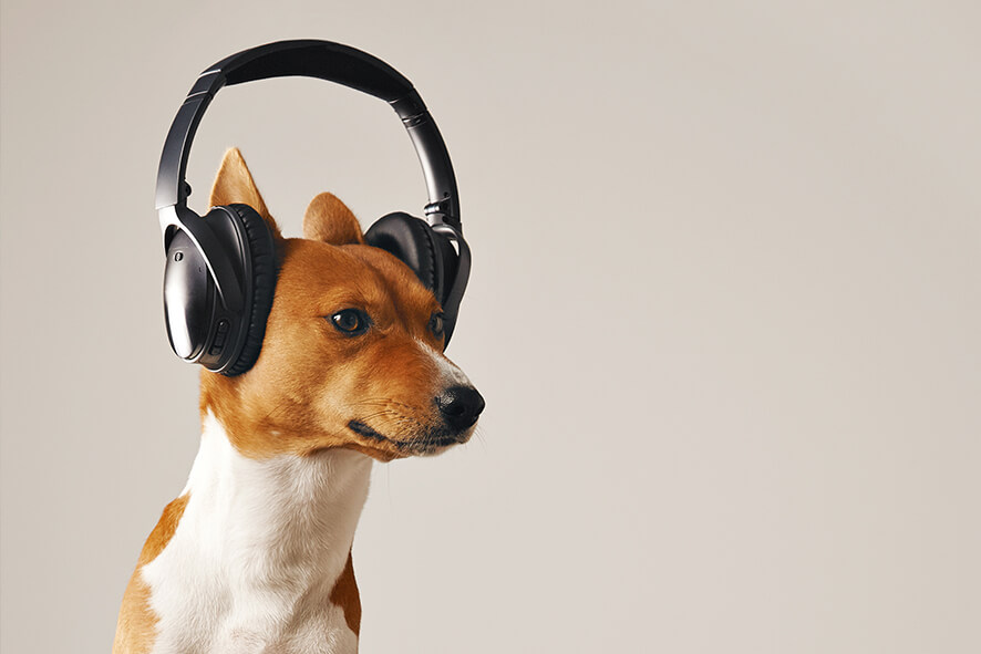Benefits of Using Calming Music for Dogs