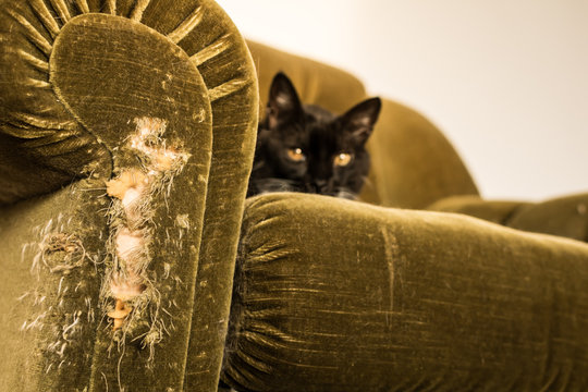 how to stop cats from scratching on furniture
