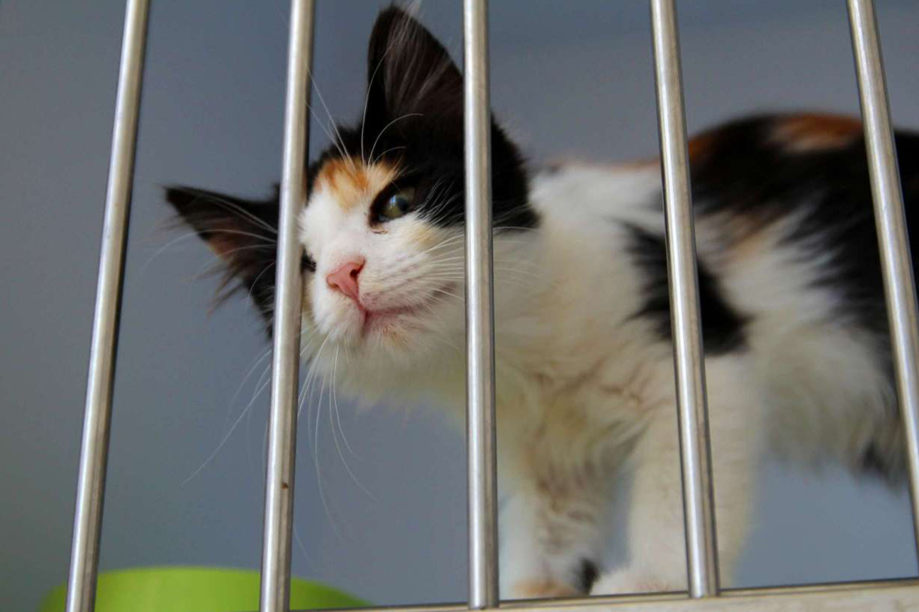 why you should adopt a shelter animal